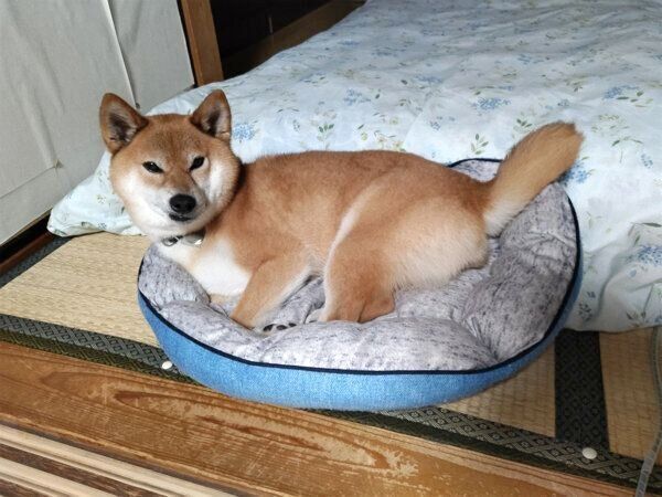 くつろぐふうたくん