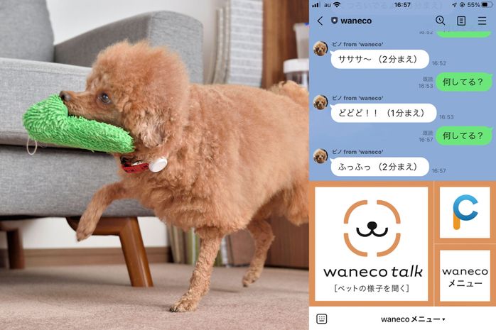 waneco talkとトイ・プードル