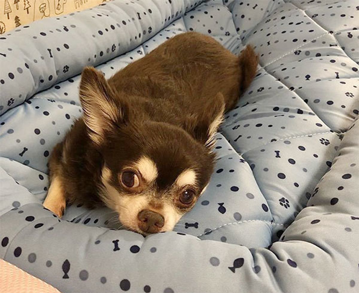 獣医師監修 犬がソファをホリホリする心理 シーン別に違いを解説 いぬのきもちweb Magazine 獣医師監修 犬がソファをホリホリする心理 シーン別に違いを解説 いぬのきもちweb Magazine