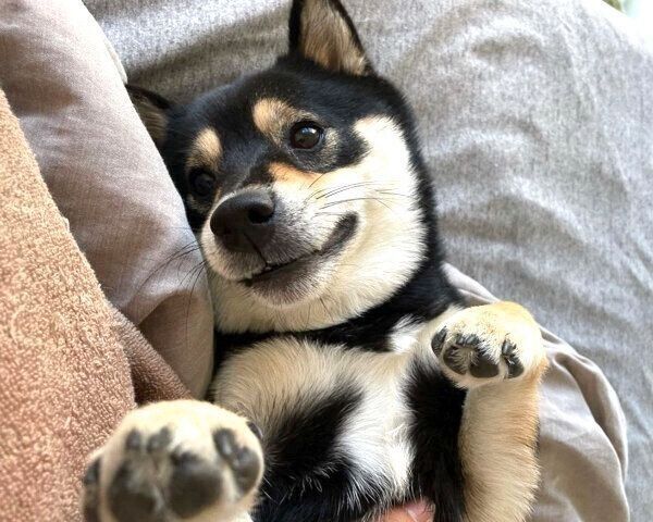 くつろぐまろくん