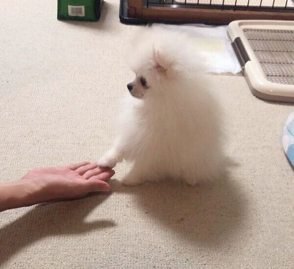 「オテ」を覚えたもちこちゃん