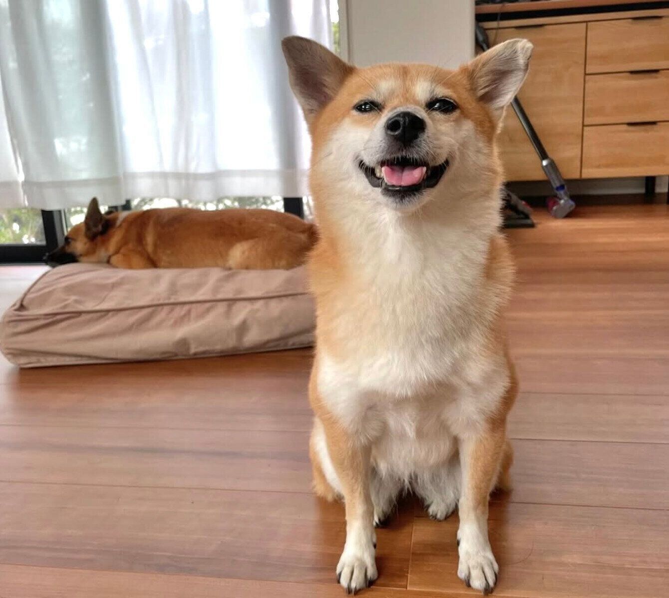 笑顔が可愛いたぬちゃん。