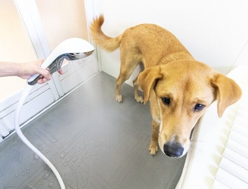 試したのは、編集スタッフ・Hと愛犬レノン（オス・１才／ミックス）