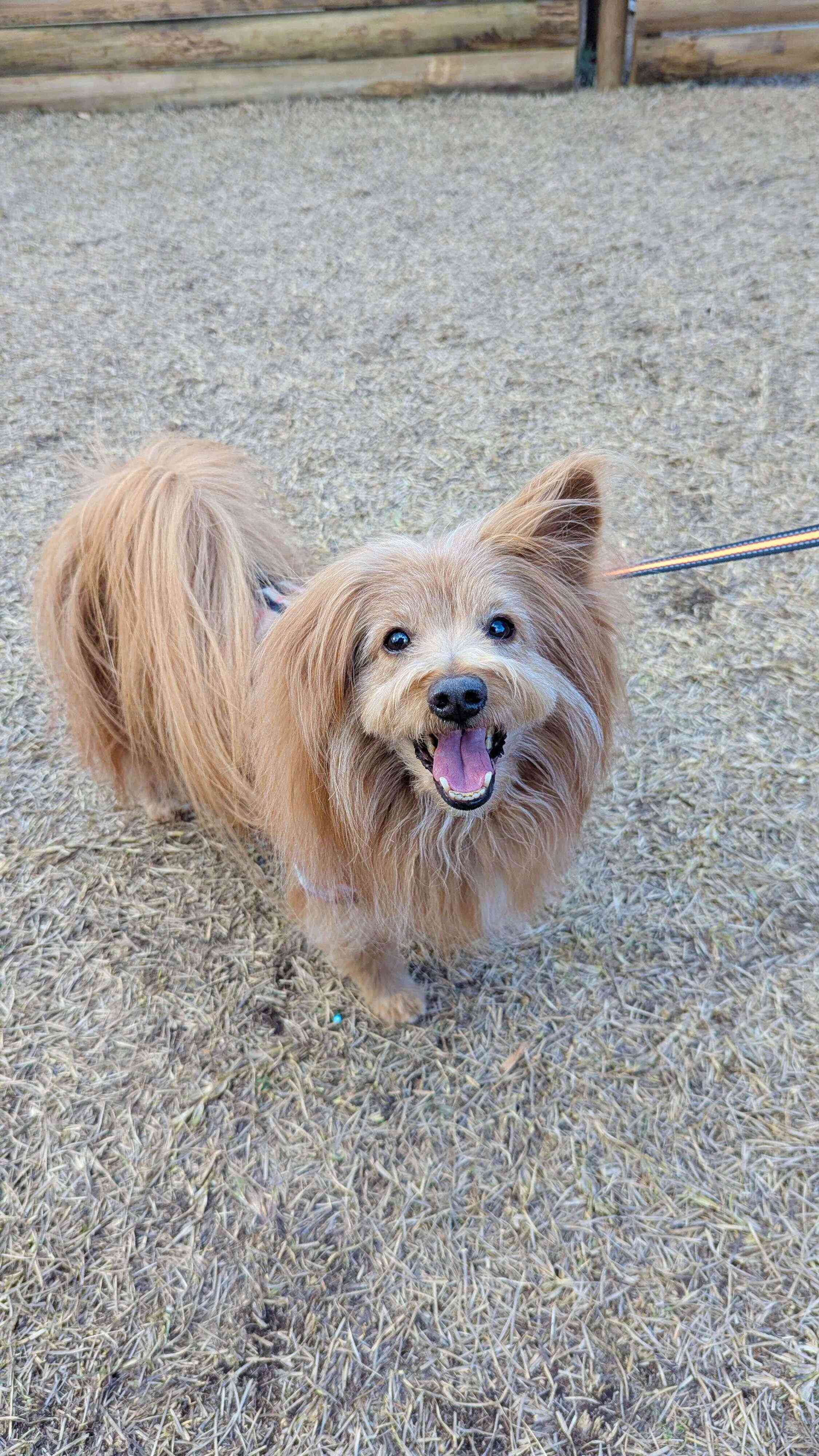 ニコニコ笑顔の犬