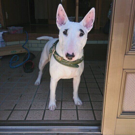 ミニチュア・ブル・テリア