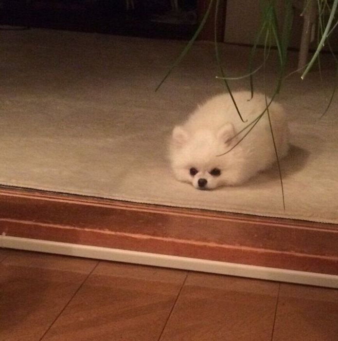 ちょこんとくつろぐララちゃん