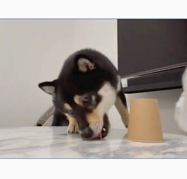 「シャッフルゲーム」に挑戦するまろくん