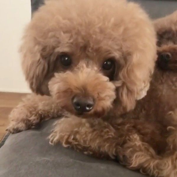 くっついて寝る犬