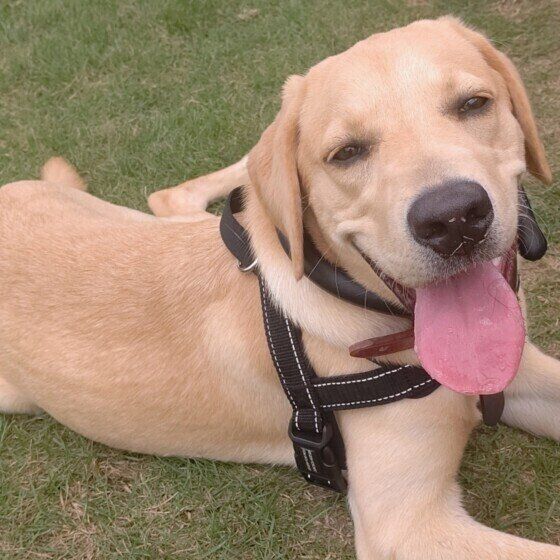 犬の激しい呼吸は熱中症のサイン？ 危険なパンティングを見極めるポイントとは いぬのきもち