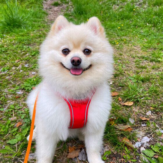 にこにこしているポメラニアン
