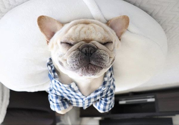 眠るフレンチ・ブルドッグ