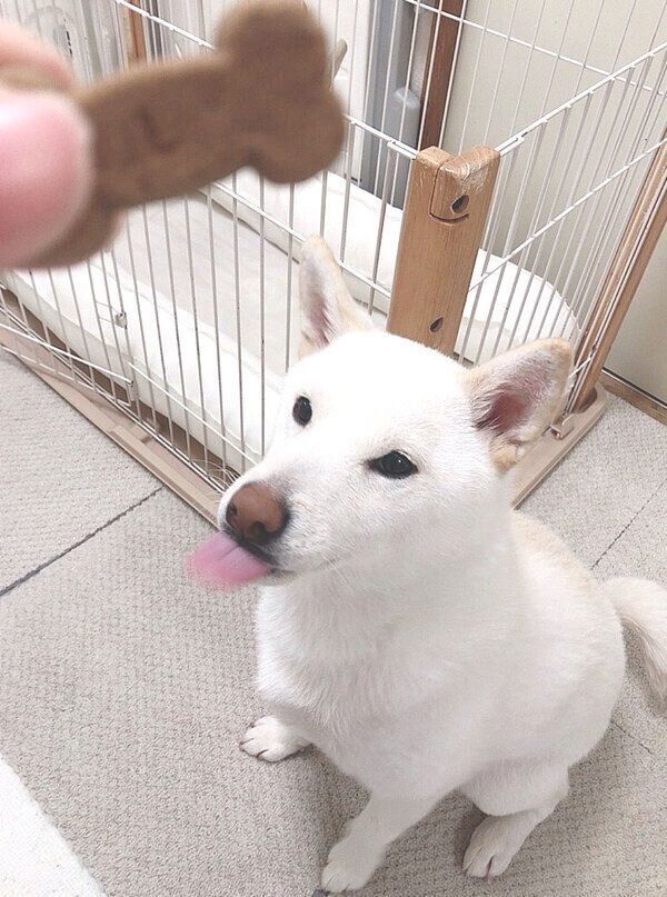 おやつを食べるもち吉くん