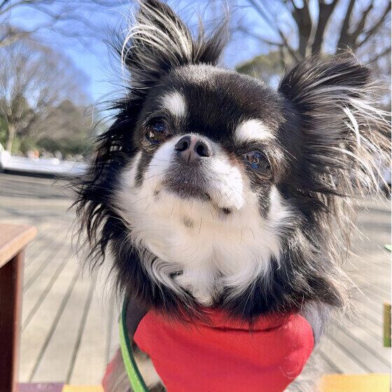 犬が散歩中に急に走り出すとなぜ危険？ 犬が突然走るリスクを獣医師に聞いた いぬのきもち