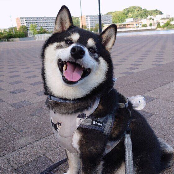 柴のモモちゃん♪