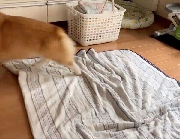 逃げるベルちゃん