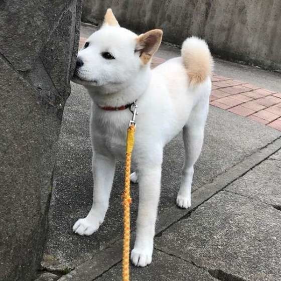 クンクンする柴