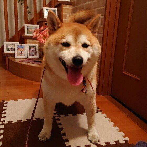 出迎えるコタローくん（柴）