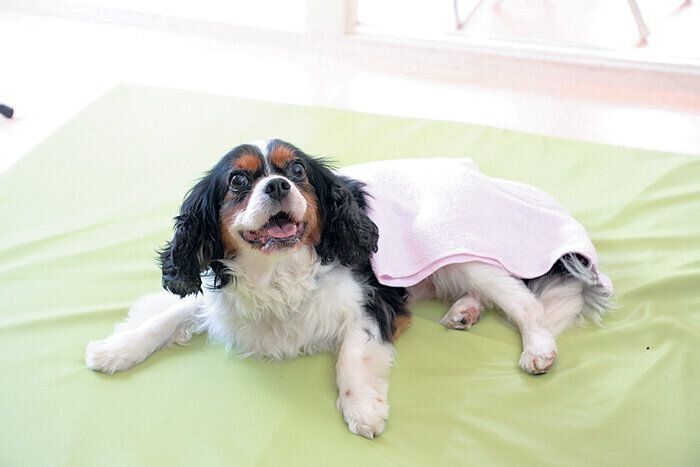 下半身を温められている犬