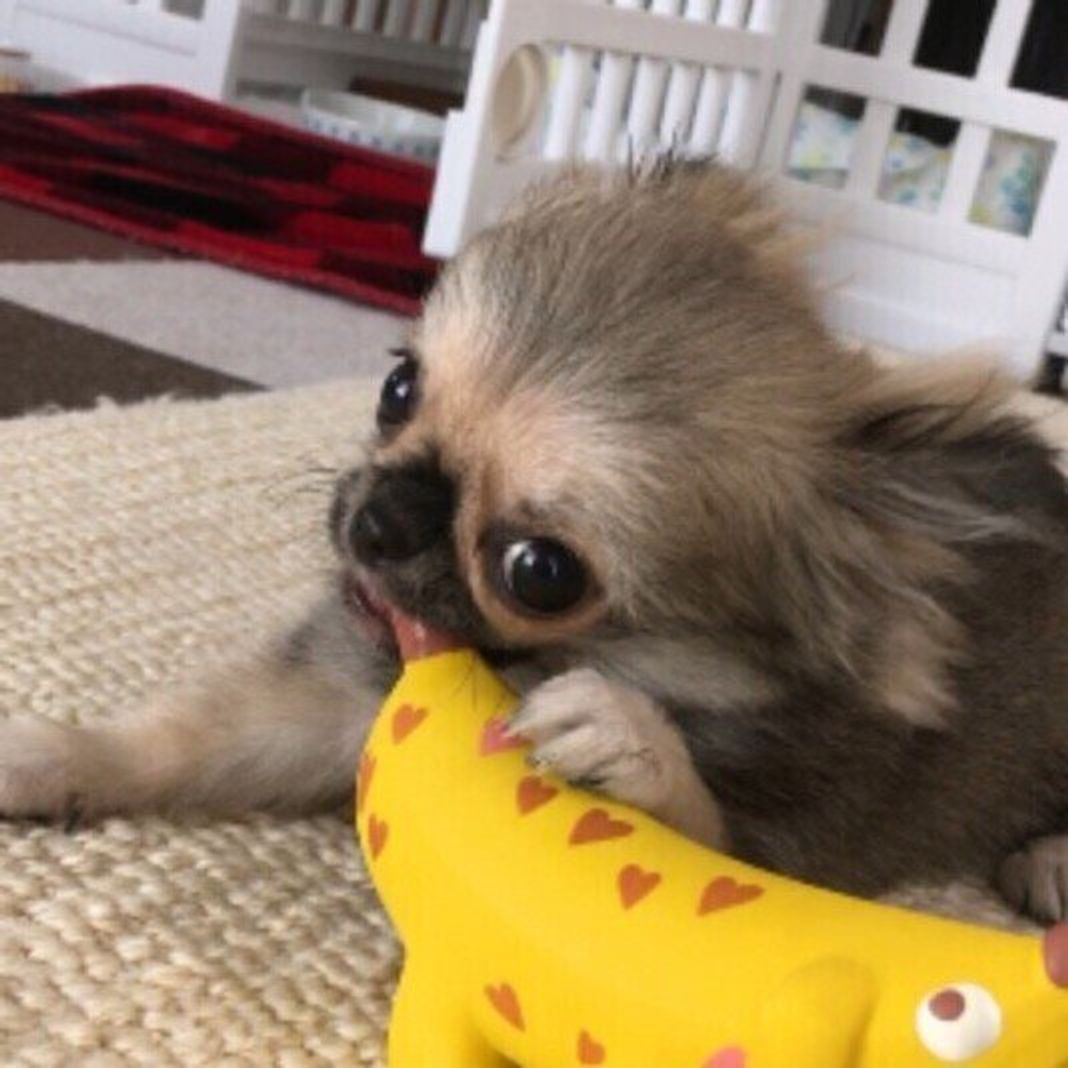 獣医師監修 犬にバナナを与えても大丈夫 バナナを食べるメリットと与え方を解説 いぬのきもちweb Magazine 獣医師監修 犬にバナナを与えても大丈夫 バナナを食べるメリットと与え方を解説 いぬのきもちweb Magazine
