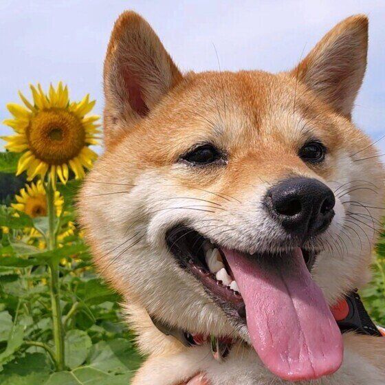 犬は夏に弱い動物？ 犬にとって日本の夏が過ごしにくい5つの理由 いぬのきもち