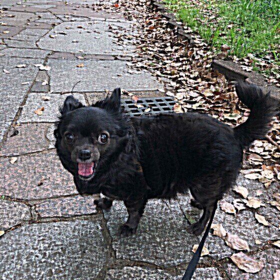 シニア犬のチワワ