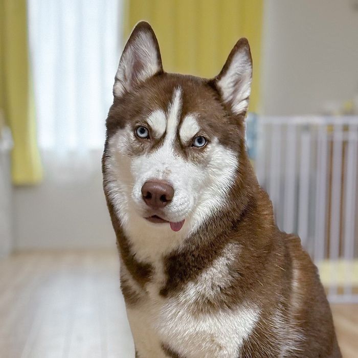 舌が出てしまう大吉くん