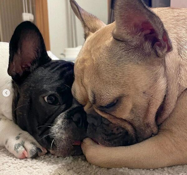 仲良しなわらびちゃん、うしたろうくん