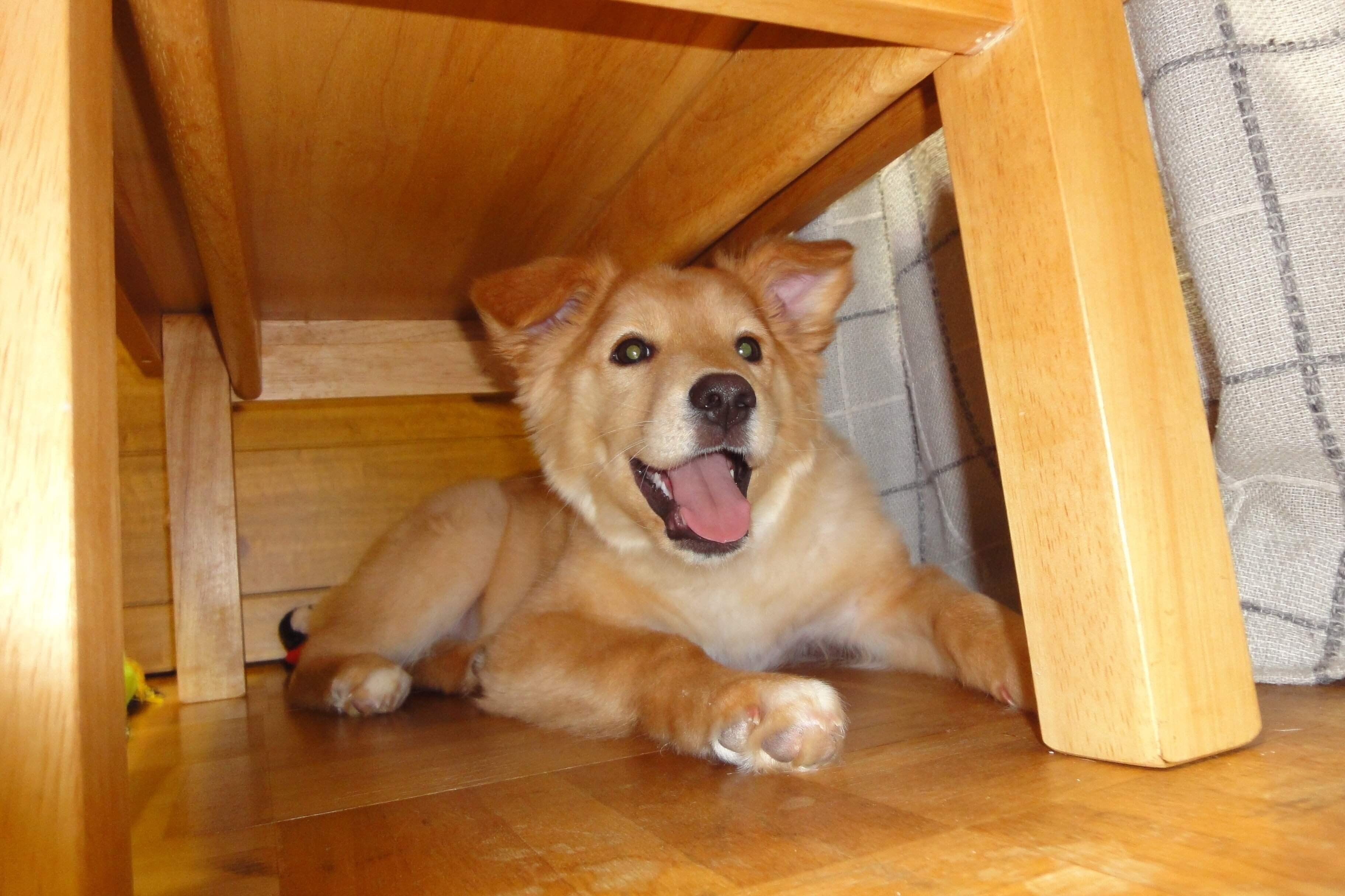 子犬時代のひなちゃん　“ニコニコ”でかわいらしい