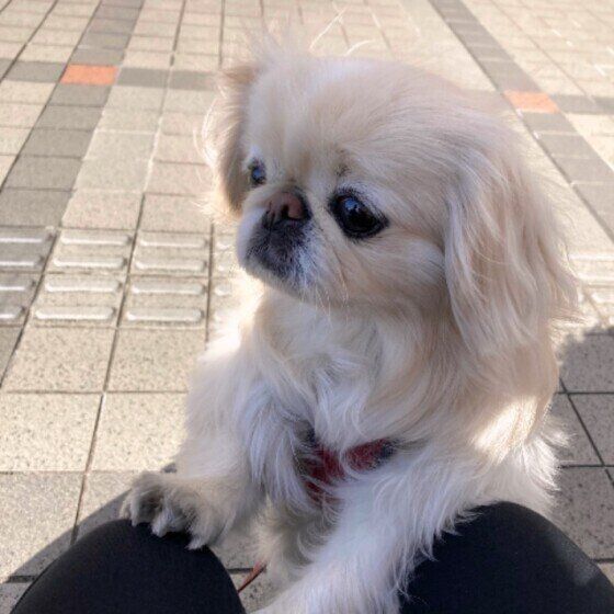 ペキニーズのペー子ちゃん