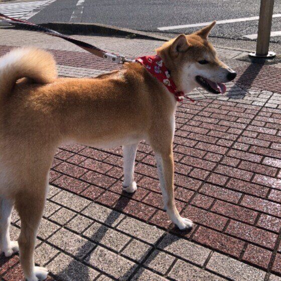 散歩する柴犬
