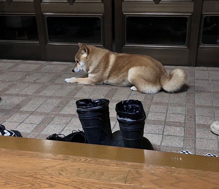 玄関で飼い主さんのことを待つろんくん