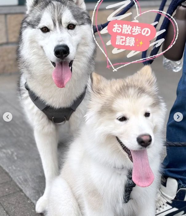 散歩をするボンボンくん、ロッキーくん