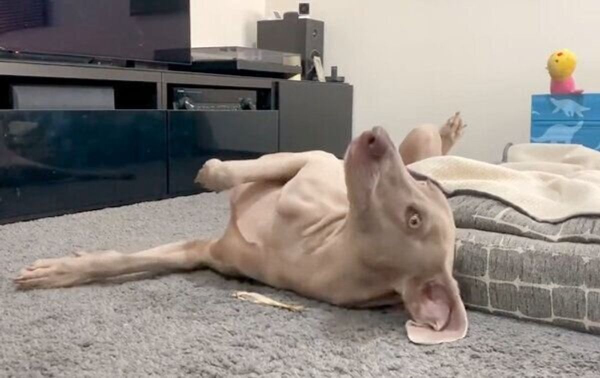 犬用おやつの タラ をあげると 毎回 ありがとうダンス を踊る犬がおもしろい いぬのきもちweb Magazine 犬用おやつの タラ をあげると 毎回 ありがとうダンス を踊る犬がおもしろい いぬのきもちweb Magazine