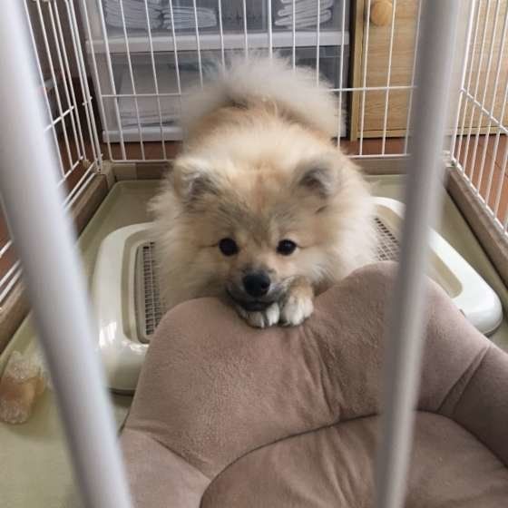 トイレで伏せをするポメラニアン