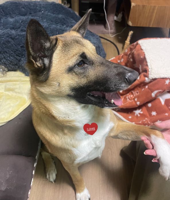 笑顔の元保護犬