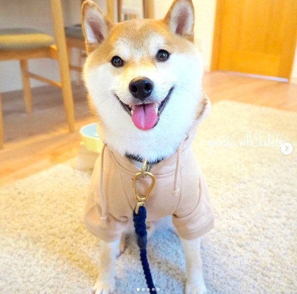 柴犬のこてつくん