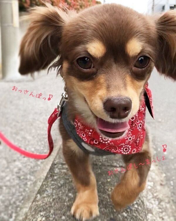 お散歩する朔太郎くん