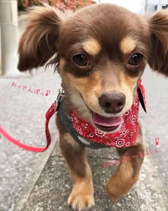 お散歩する朔太郎くん