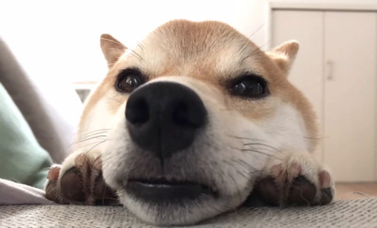 おネムな柴ワンコがこのあと見せる 謎の反省ポーズ に悶絶 ー いぬのきもちweb Magazine おネムな柴ワンコがこのあと見せる 謎の反省ポーズ に悶絶 ー いぬのきもちweb Magazine