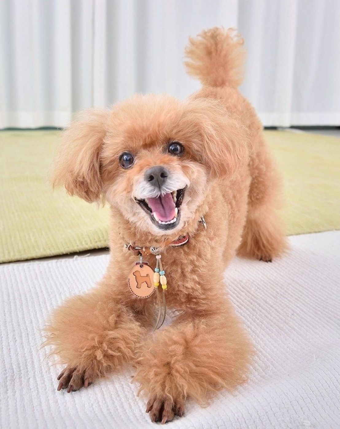 えっ 歯が二重に生える 歯のトラブルを起こしやすい犬種とは いぬのきもちweb Magazine えっ 歯が二重に生える 歯のトラブルを起こしやすい犬種とは いぬのきもちweb Magazine