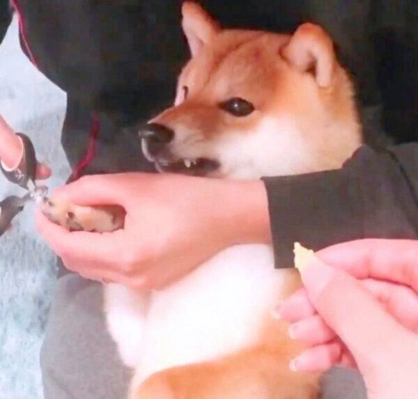 爪切り中、オコ顔になってしまうちくわくん