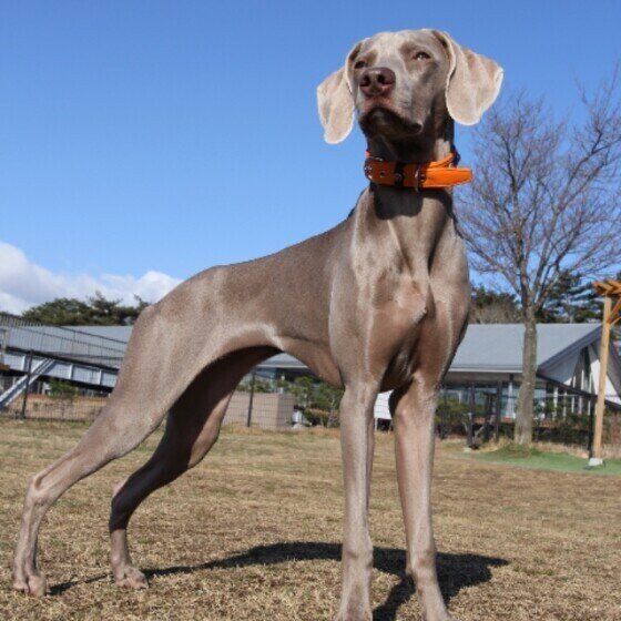 シュシュちゃん