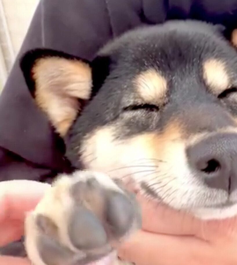 眠ってしまうべるちゃん