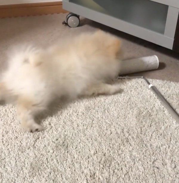 あるモノを見ると態度が豹変するポメラニアン