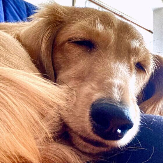 日向ぼっこをしながら気持ち良さそうに寝ているミニチュア・ダックスフンド