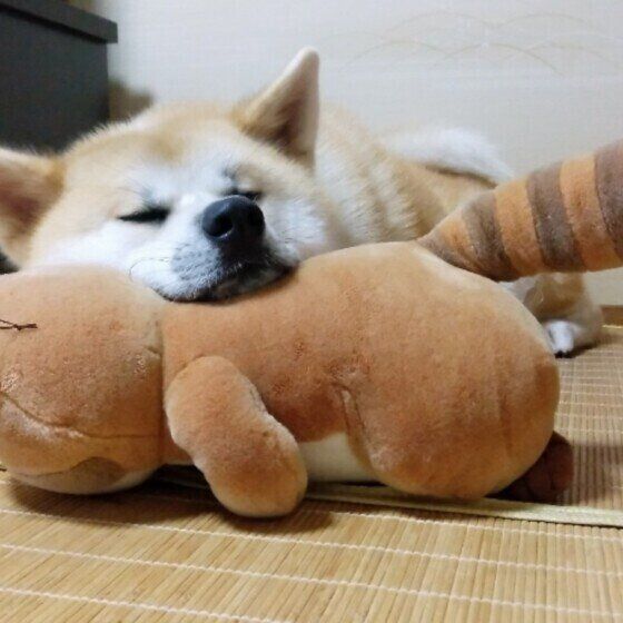 まったりする秋田犬