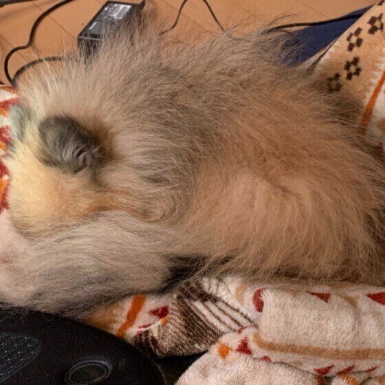 犬の尻尾はマフラーになる？小さく丸くなって寝る犬たちをご紹介 いぬのきもち