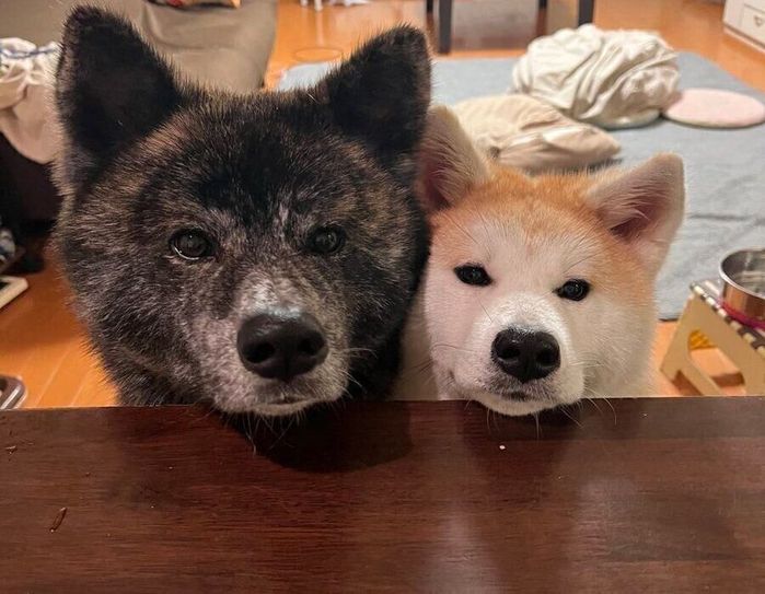 並んでテーブルの上に顔を出す虎丸くん(写真左)と蘭ちゃん(写真右)