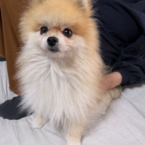 飼い主さんにくっつくポメラニアン