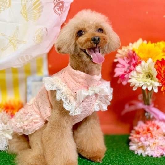 トイ・プードルのモコちゃん